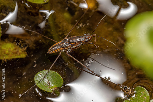 Striped Pond Skater Insect