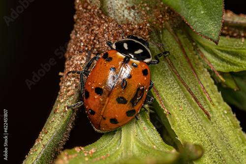 Adult Convergent Lady Beetle