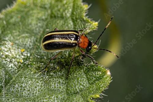 Adult Small Flea Beetle photo