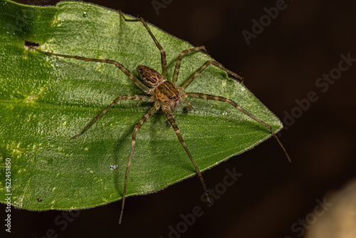 Small Nursery Web Spider