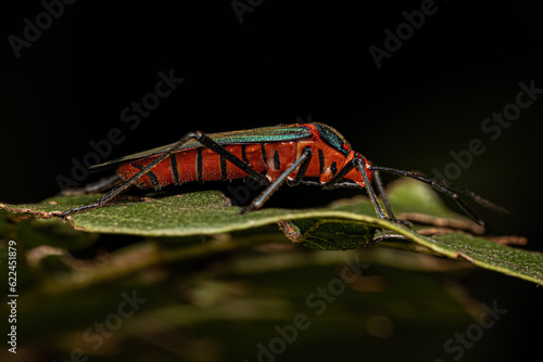 Leaf footed Bug Nymph photo