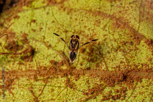 Small Typical Backswimmer Insect photo