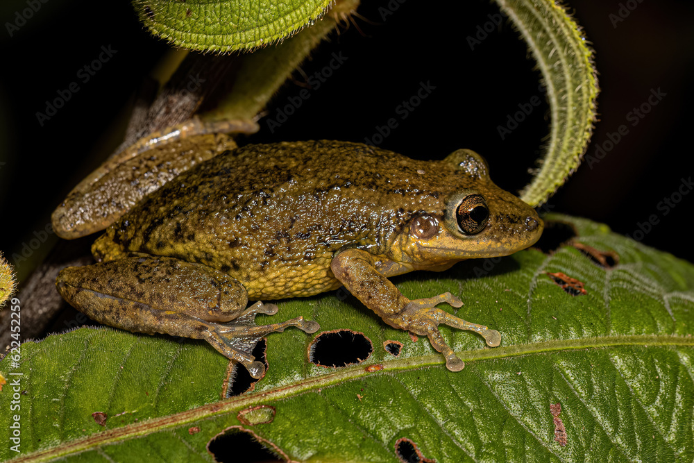 Obraz premium Snouted Tree Frog