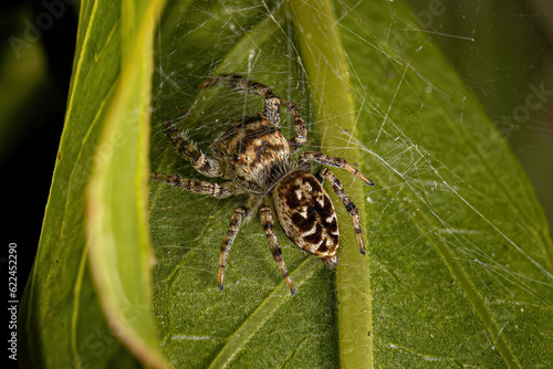 Small Jumping Spider photo