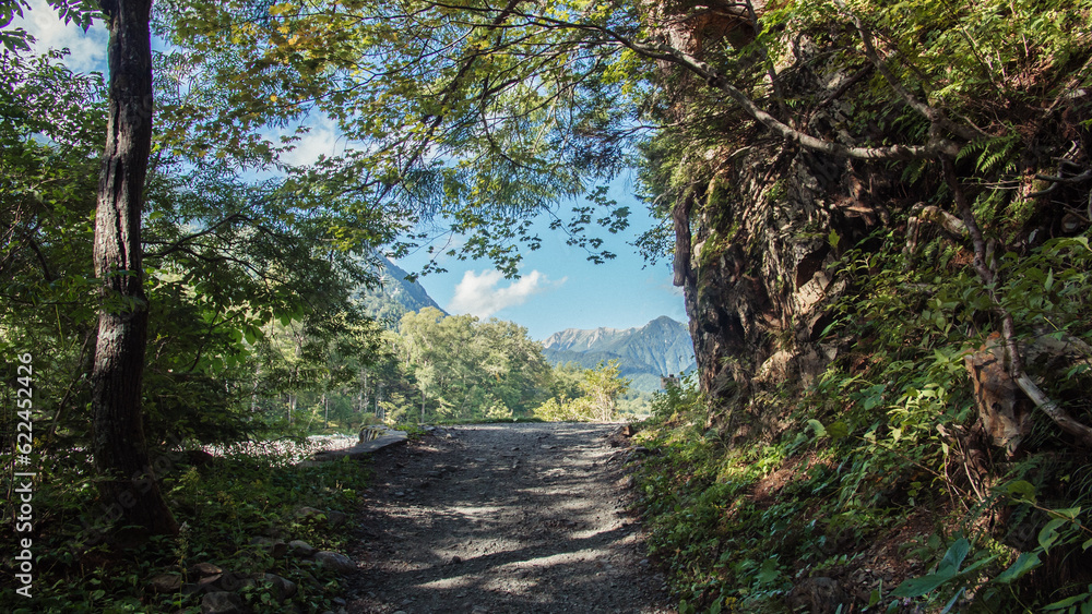 Obraz premium path in the forest