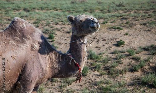 Camel in wild nature. Spring desert land with grass. Kyzylorda province, Kazakhstan.