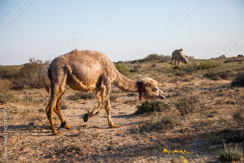 Young bactrian camel eating. in nature in desert. Kazakhstan  Kyzylorda province.