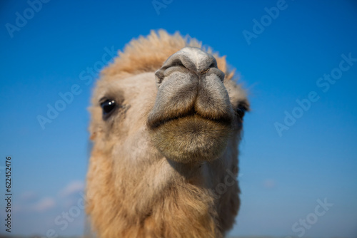 Camel in wild nature. Closeup head photo. Kazakhstan  Kyzylorda province.