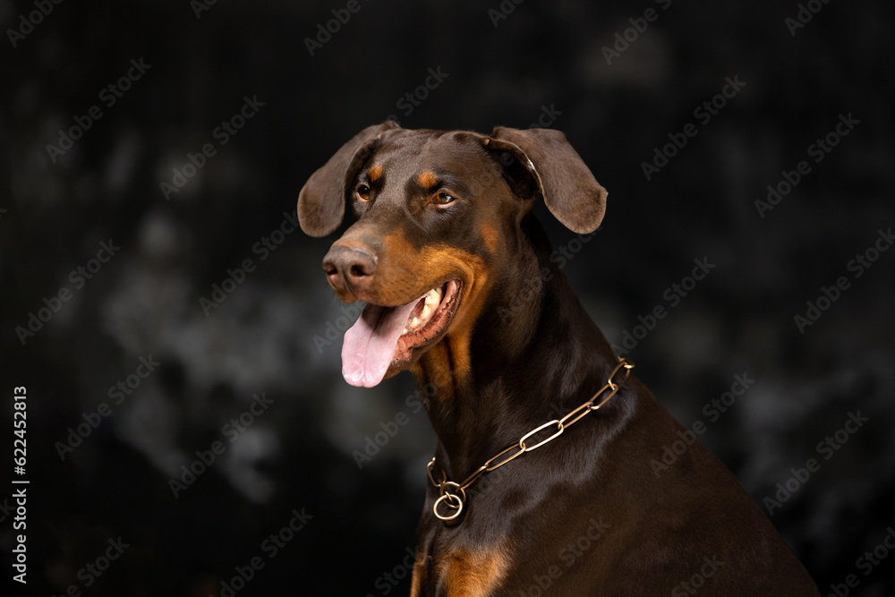 Portrait of a brown and tan doberman pinscher in low key Portrait of a brown and tan doberman pinscher in low key