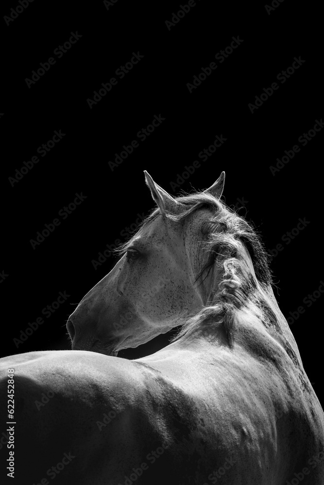 Obraz premium White horse fine art with black background Andalusian Stallion