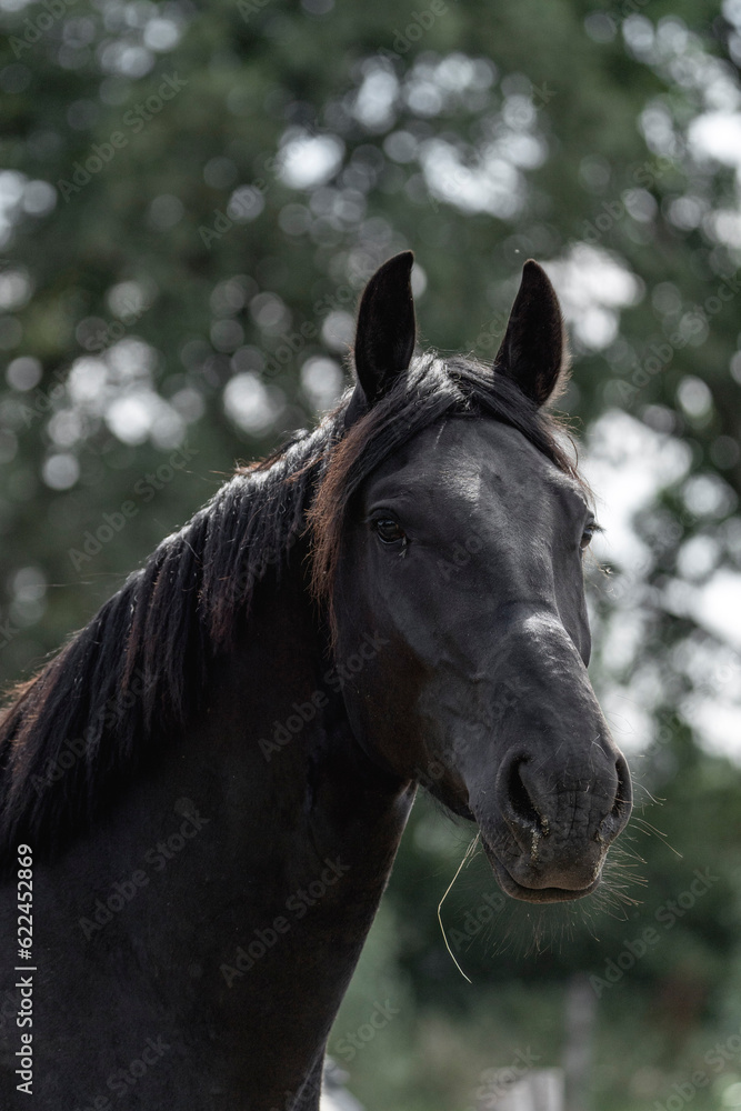 Beautiful black horse portrait