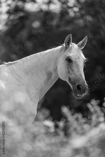 Beautiful white horse looking in black and white