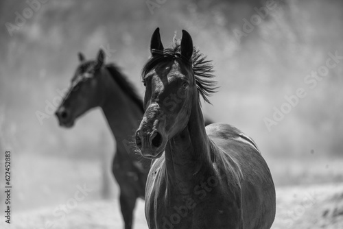 Two running black horses in black and white