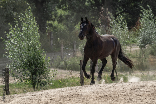 Running galloping black horse in paddock paradise