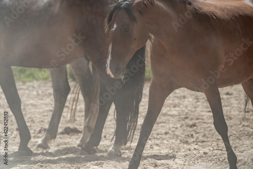 Grumpy brown mare with dust