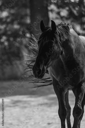 Beautiful black stallion in paddock paradise in black and white