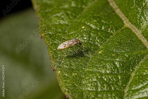 Adult Non-biting Midge photo