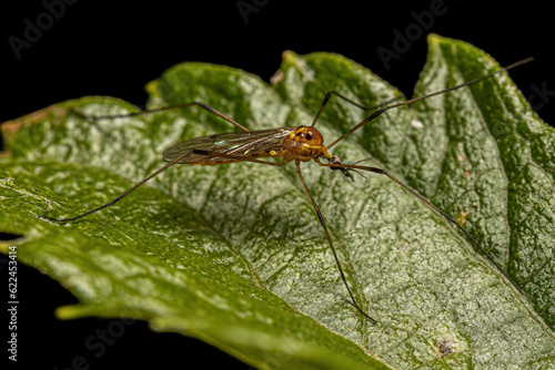Adult Limoniid Crane Fly © ViniSouza128