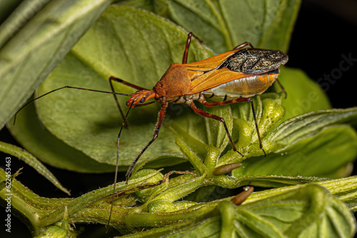 Adult Assassin Bug