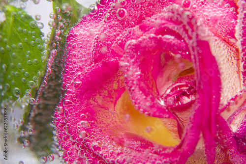 Pink rose with a green leaf in soda water with bubbles 