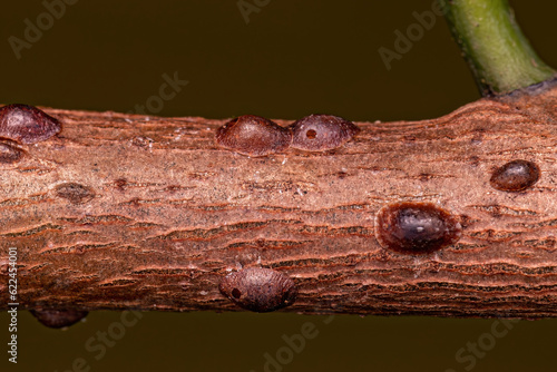 Small Scale Insects