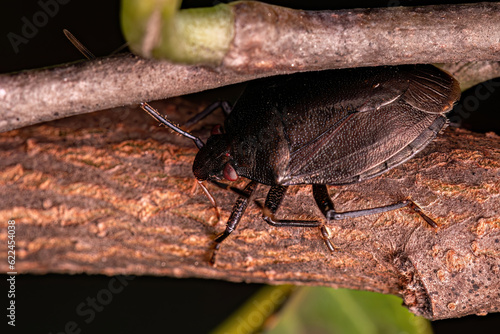 Adult Stink bug photo