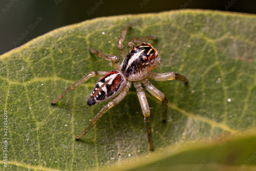 Small Jumping Spider Small Jumping Spider