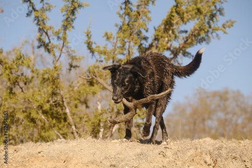 Active pet dog playing fetch with stick in Texas winter dirt of landscape. © ccestep8