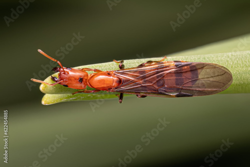 Adult Cecropia Ant Queen photo