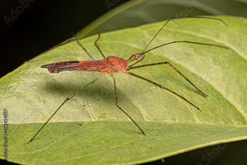 Adult Assassin Bug