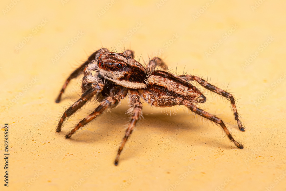 Adult Male Gray Wall Jumping Spider Adult Male Gray Wall Jumping Spider