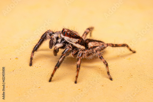 Adult Male Gray Wall Jumping Spider photo