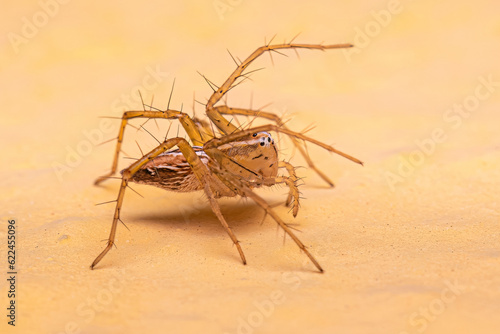 Female Striped Lynx Spider