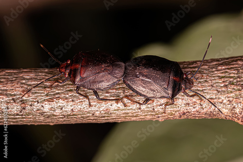 Adult Stink bugs photo