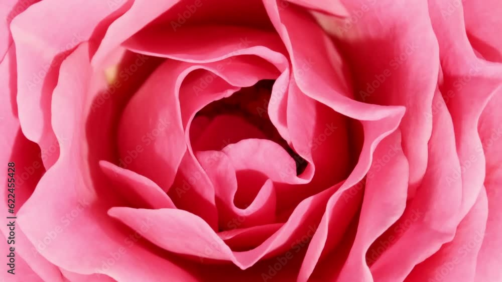 Beautiful pink rose rotating on white background. Macro shot, closeup. Blooming pink rose flower open. Holiday backdrop, Valentine's Day concept. High quality 4k footage Beautiful pink rose rotating on white background. Macro shot, closeup. Blooming pink rose flower open. Holiday backdrop, Valentine's Day concept. High quality 4k footage