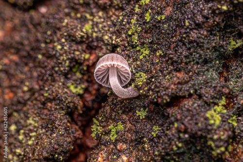 Small White Bonnet Mushroom photo