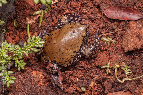 Small Muller Termite Frog photo