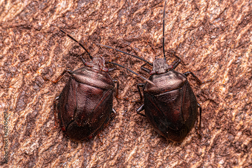 Adult Stink bug photo