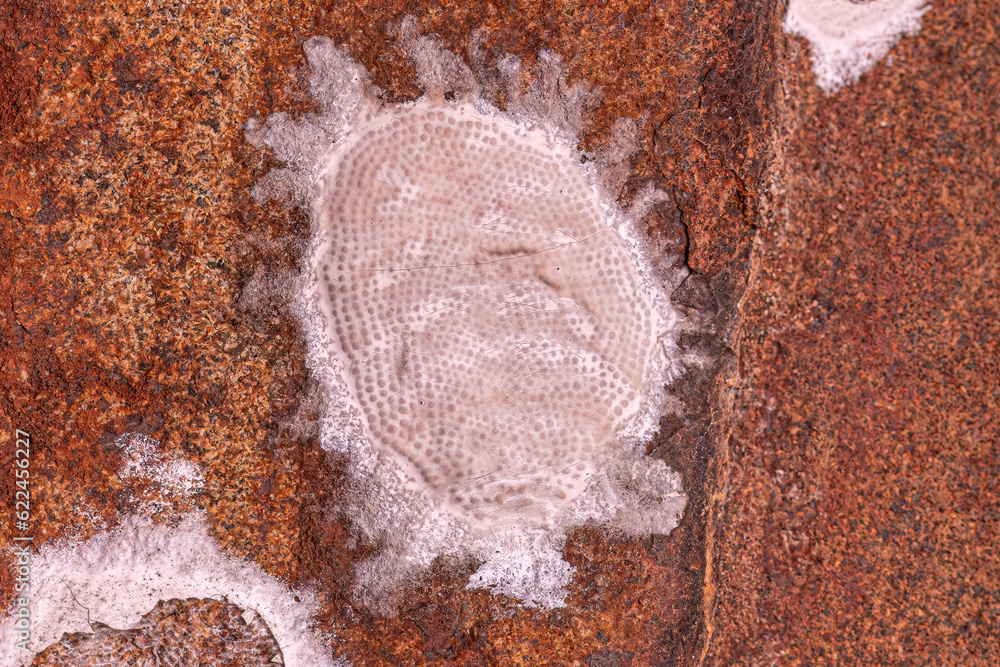 Fototapeta premium Dobsonfly Aquatic Insect Eggs