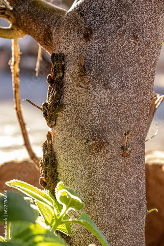 lemon tree trunk full of Insects photo