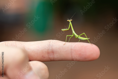 Quadro em tela Small Mantid nymph