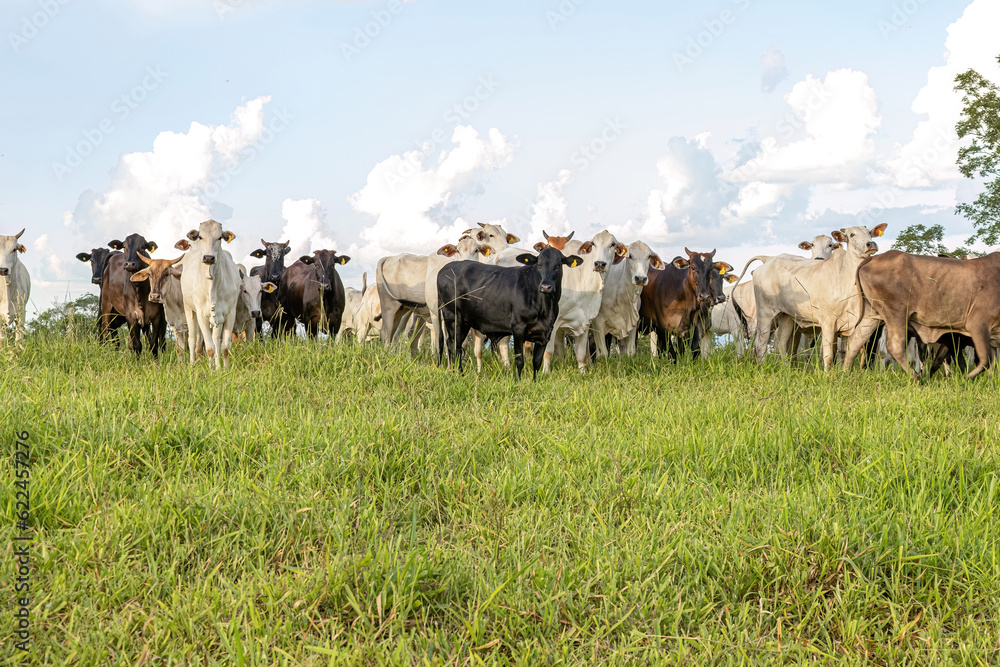 cows in a pasture field for cattle raising on a farm