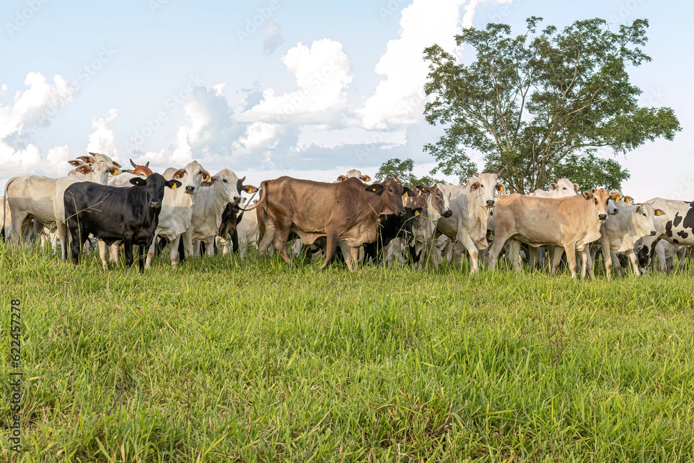 cows in a pasture field for cattle raising on a farm cows in a pasture field for cattle raising on a farm