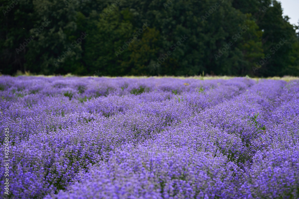 Obraz premium Closeup of lavender bush