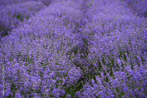 Closeup of lavender bush