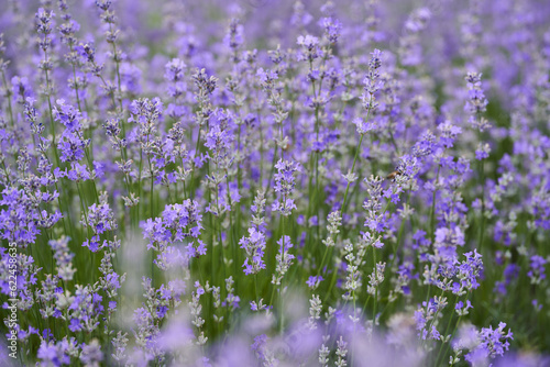 Closeup of lavender bush