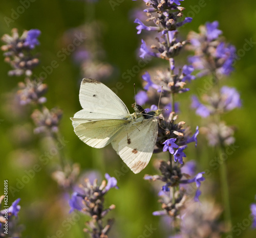 Butterflies mating on lavender © Xalanx