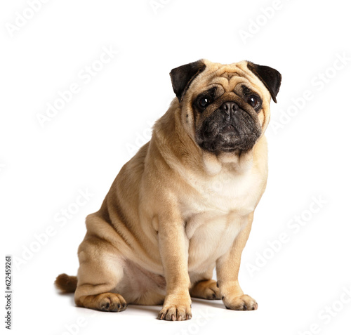 Purebred funny pug sits on a white background and looks into the camera with interest.