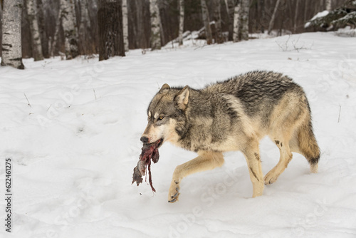 Grey Wolf (Canis lupus) Carries Piece of Deer Meat Across Snow Winter © geoffkuchera