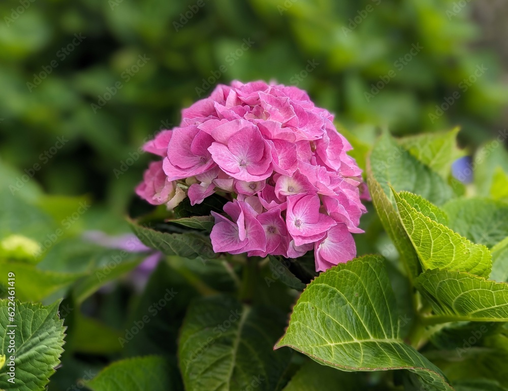 close up of pink french hydrangea flowering plant close up of pink french hydrangea flowering plant